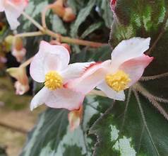 Begonia palmata